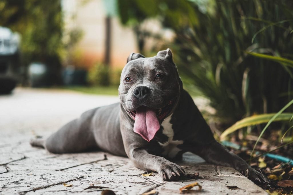 Rawhide Savory Prime Pet Treats