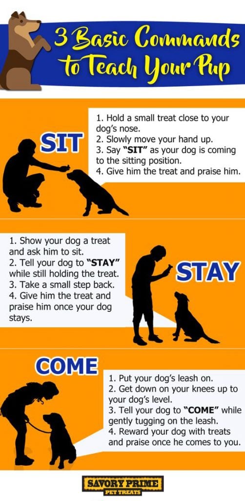pet commands pup basic teach savory command