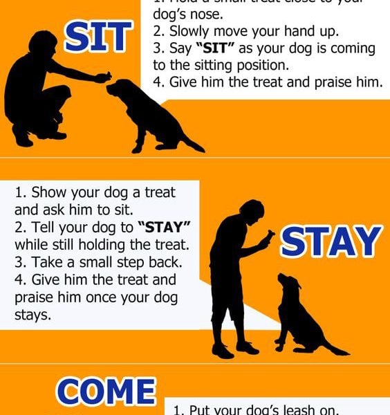 infographic. 3 basic commands to teach your pup Archives - Savory Prime ...