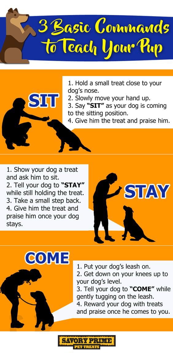 IV. Essential Dog Commands Every Owner Should Teach