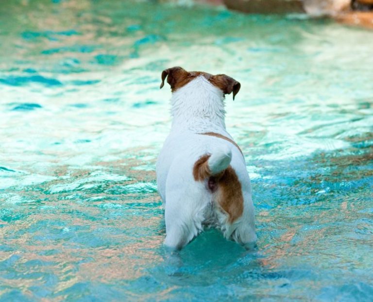 4 Ways to Make Tap Water Safe for Your Pet Savory Prime Pet Treats