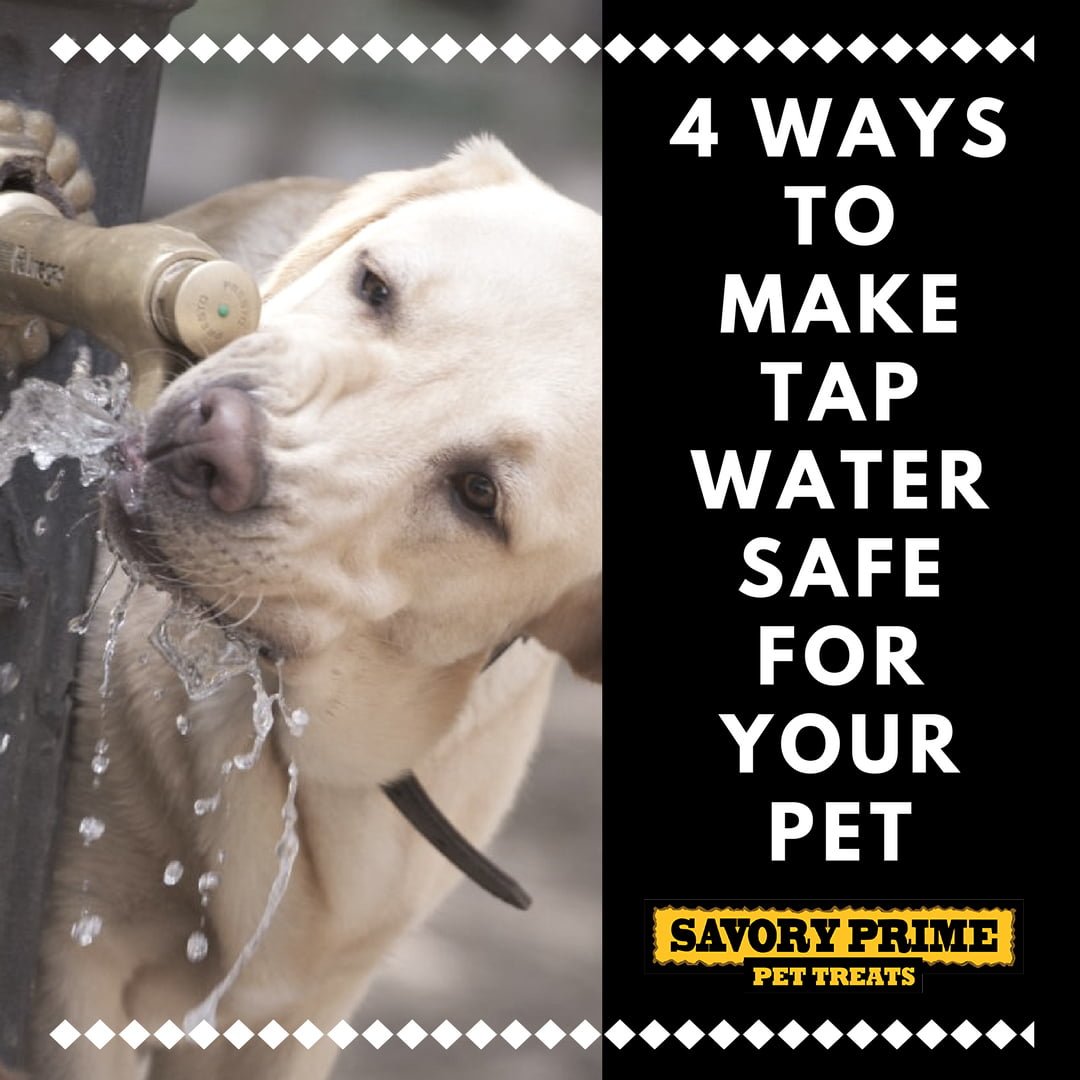 4 Ways to Make Tap Water Safe for Your Pet Savory Prime Pet Treats