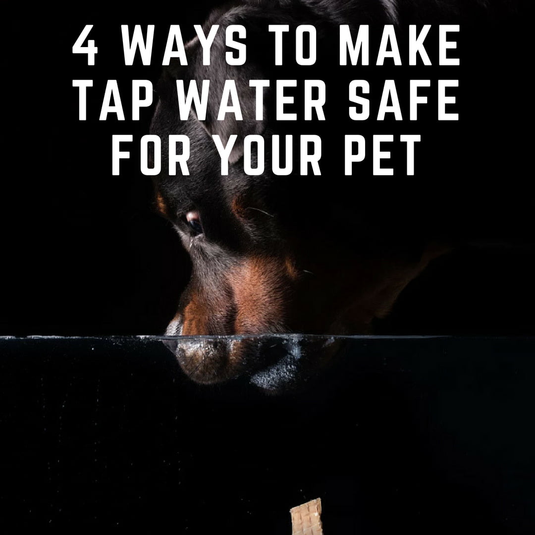 4 Ways to Make Tap Water Safe for Your Pet Savory Prime Pet Treats