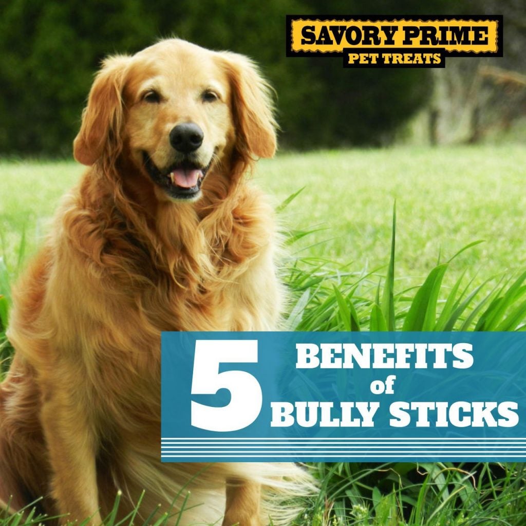 Best bully sticks supreme bully outlet sticks