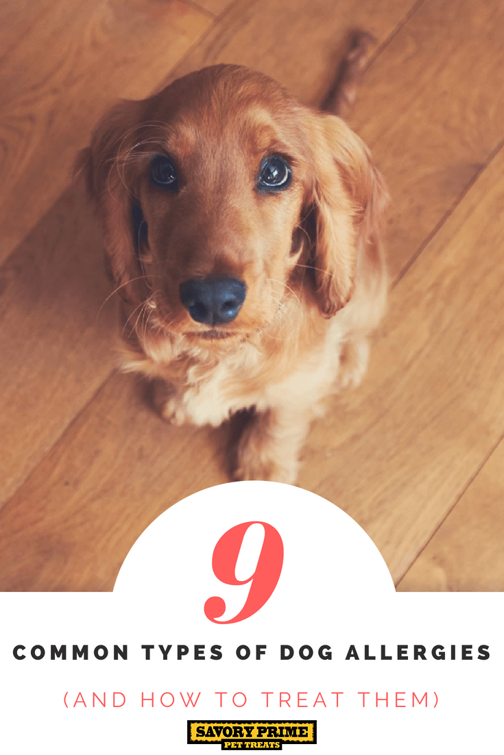 9-COMMON-TYPES-DOG-ALLERGIES | Savory Prime Pet Treats