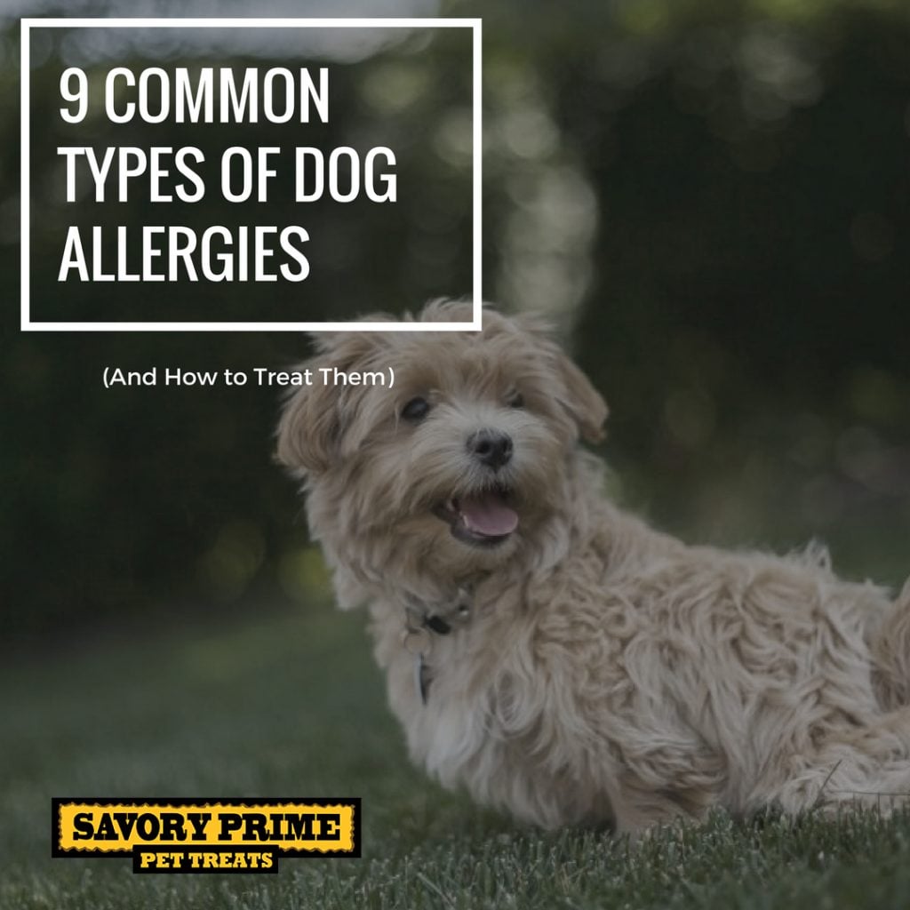 9 Common Types Of Dog Allergies And How To Treat Them Savory Prime