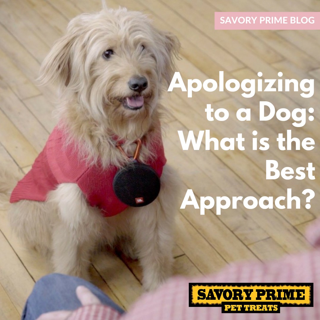 Apologizing to a Dog: What is the Best Approach? - Savory Prime Pet Treats