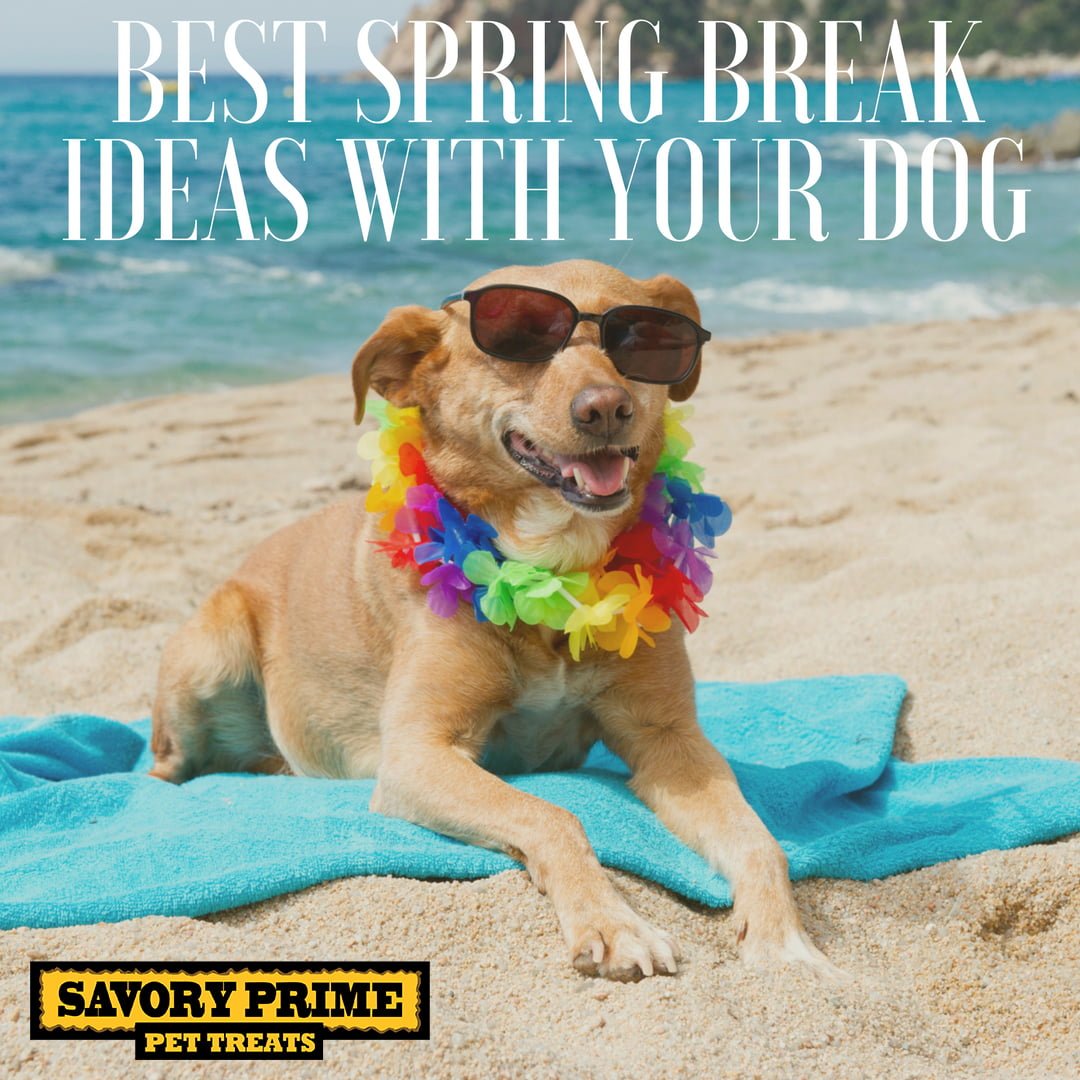 A Spring Training Road Trip With Fido - BringFido
