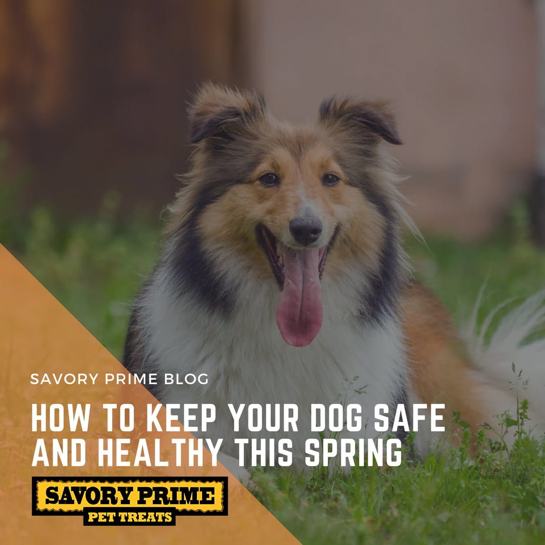 HOW-TO-KEEP-YOUR-DOG-SAFE-AND-HEALTHY-THIS-SPRING - Savory Prime Pet Treats