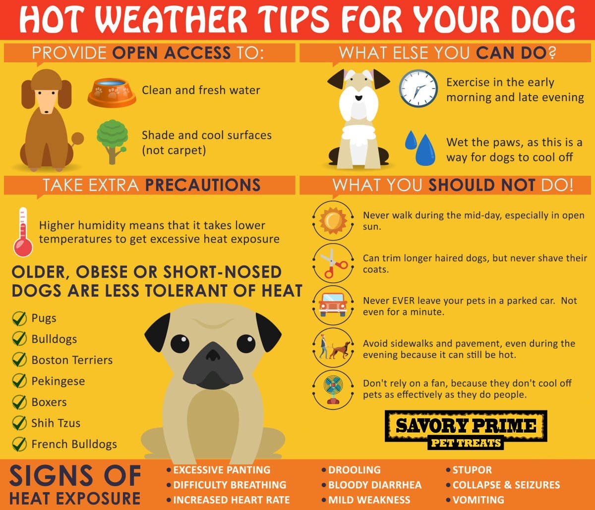 how-to-keep-dogs-cool-outside-in-hot-weather