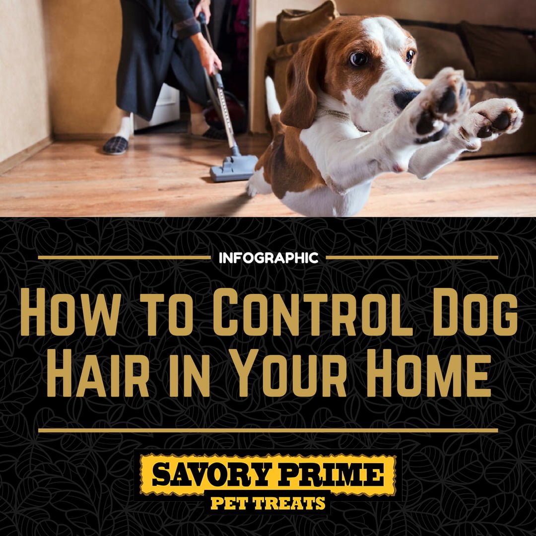 how-to-control-dog-hair-in-your-home-savory-prime-pet-treats