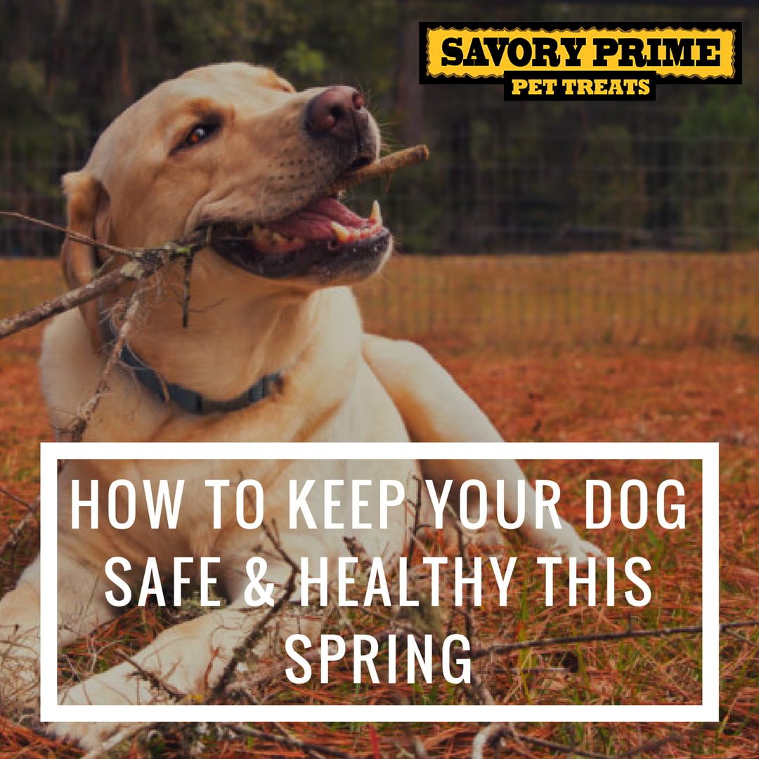 How to Keep Your Dog Safe & Healthy This Spring Savory