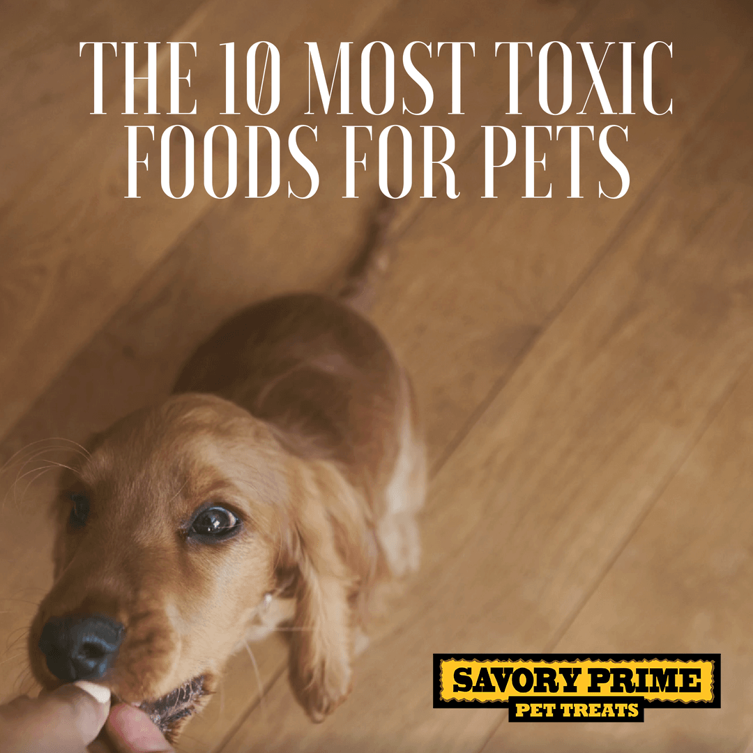 the-10-most-toxic-foods-for-pets-savory-prime-pet-treats