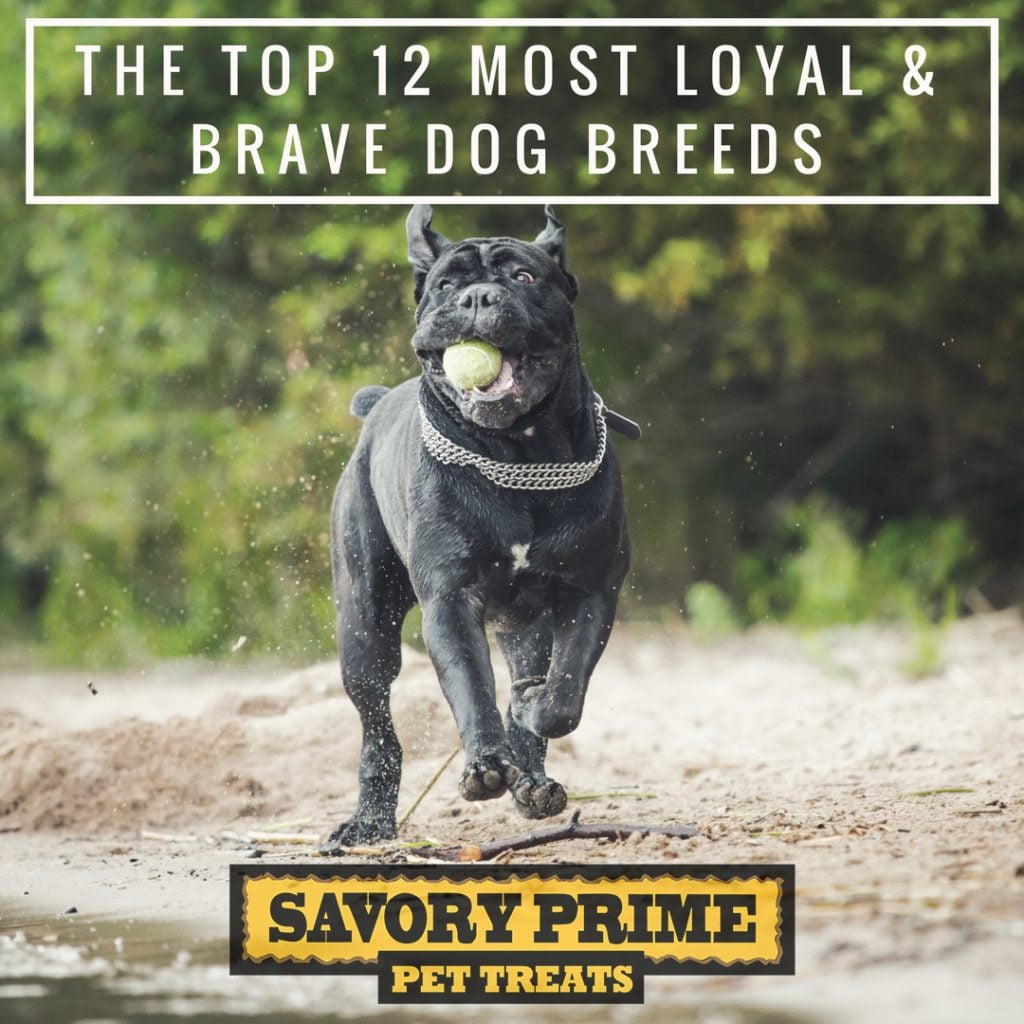 The Top 12 Most Loyal & Brave Dog Breeds - Savory Prime Pet Treats