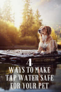 4 Ways to Make Tap Water Safe for Your Pet - Savory Prime Pet Treats