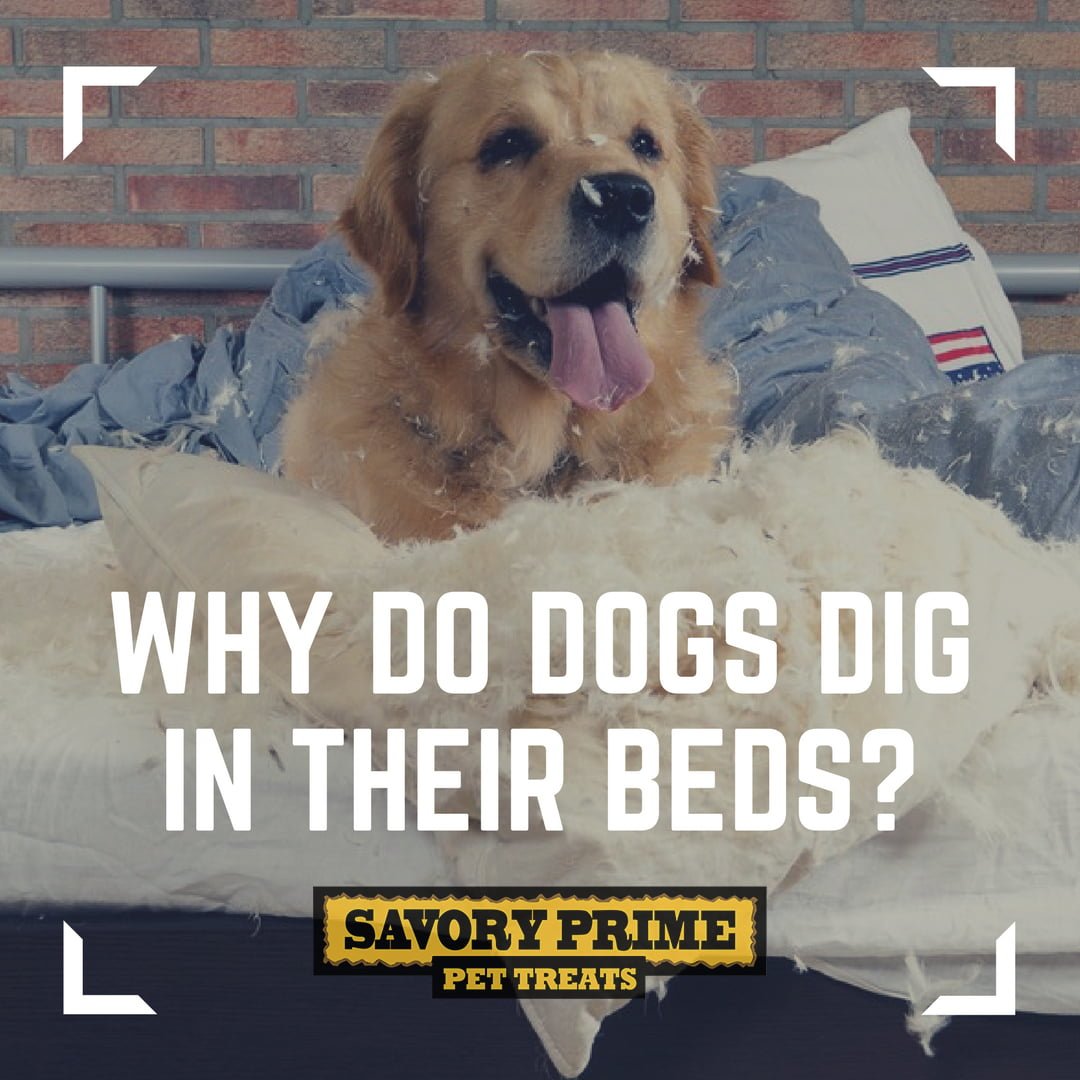 Why Dogs Dig At Beds