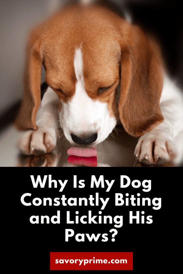 how-to-stop-a-dog-from-licking-you-constantly