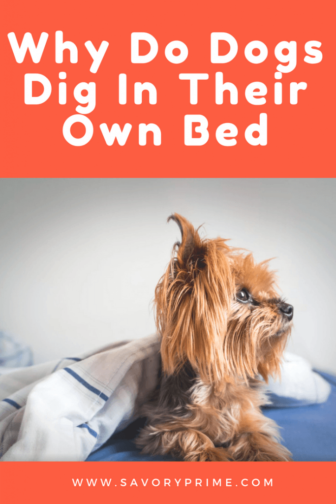 Why Do Dogs Dig in Their Beds? Savory Prime Pet Treats