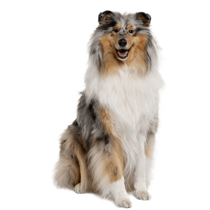 Sassy Lassie, The Rough Collie Guide Dog