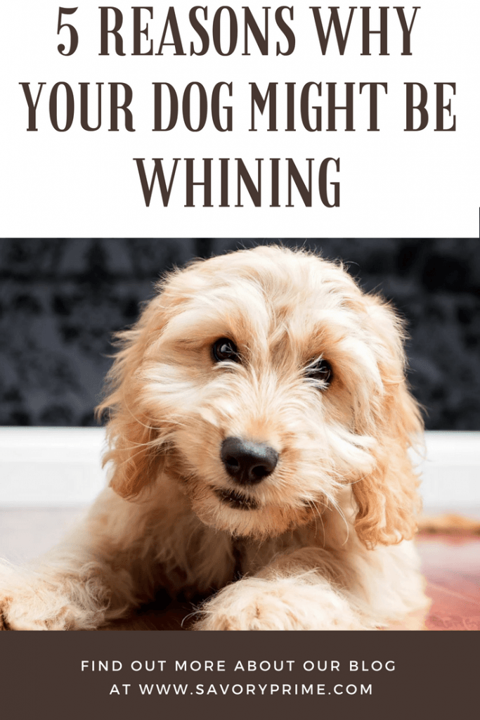 5 Reasons Why Your Dog Might Be Whining - Savory Prime Pet Treats