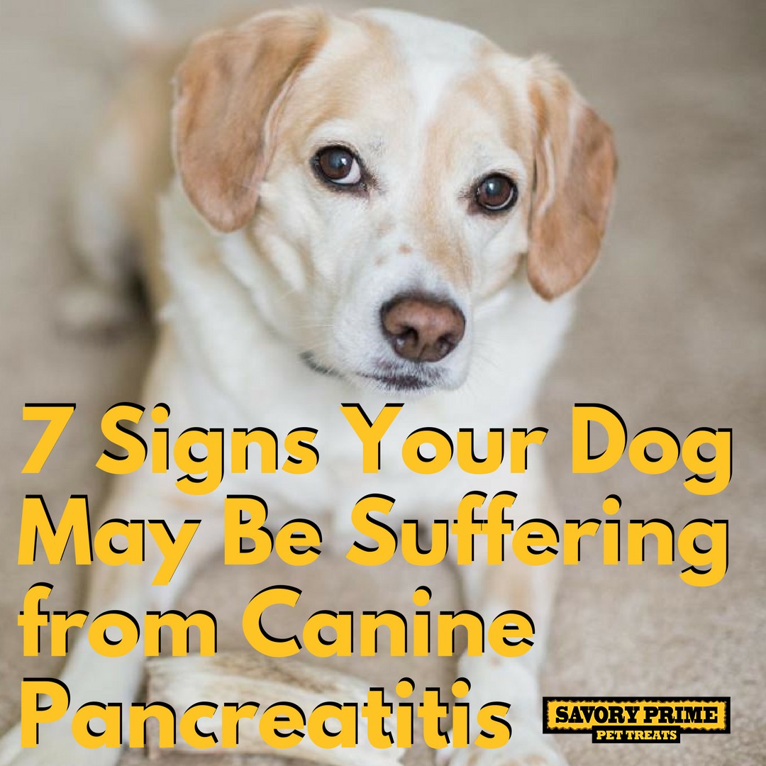 7-Signs-Your-Dog-May-Be-Suffering-from-Canine-Pancreatitis-(1) - Savory ...