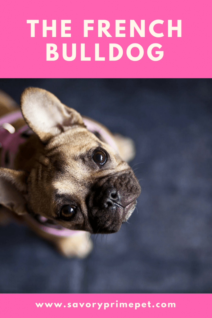French Bulldog - Savory Prime Pet Treats