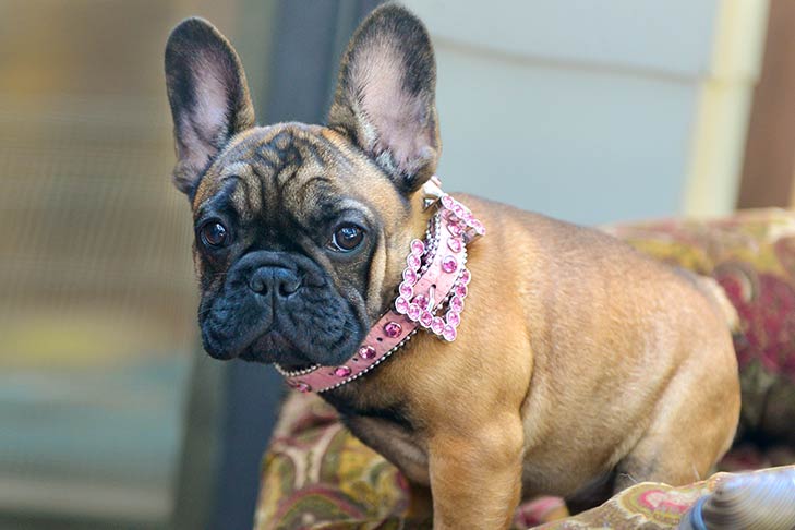 French Bulldog | Savory Prime Pet Treats