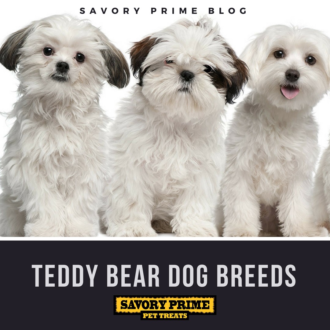 Teddy Bear Dog Breeds Savory Prime Pet Treats