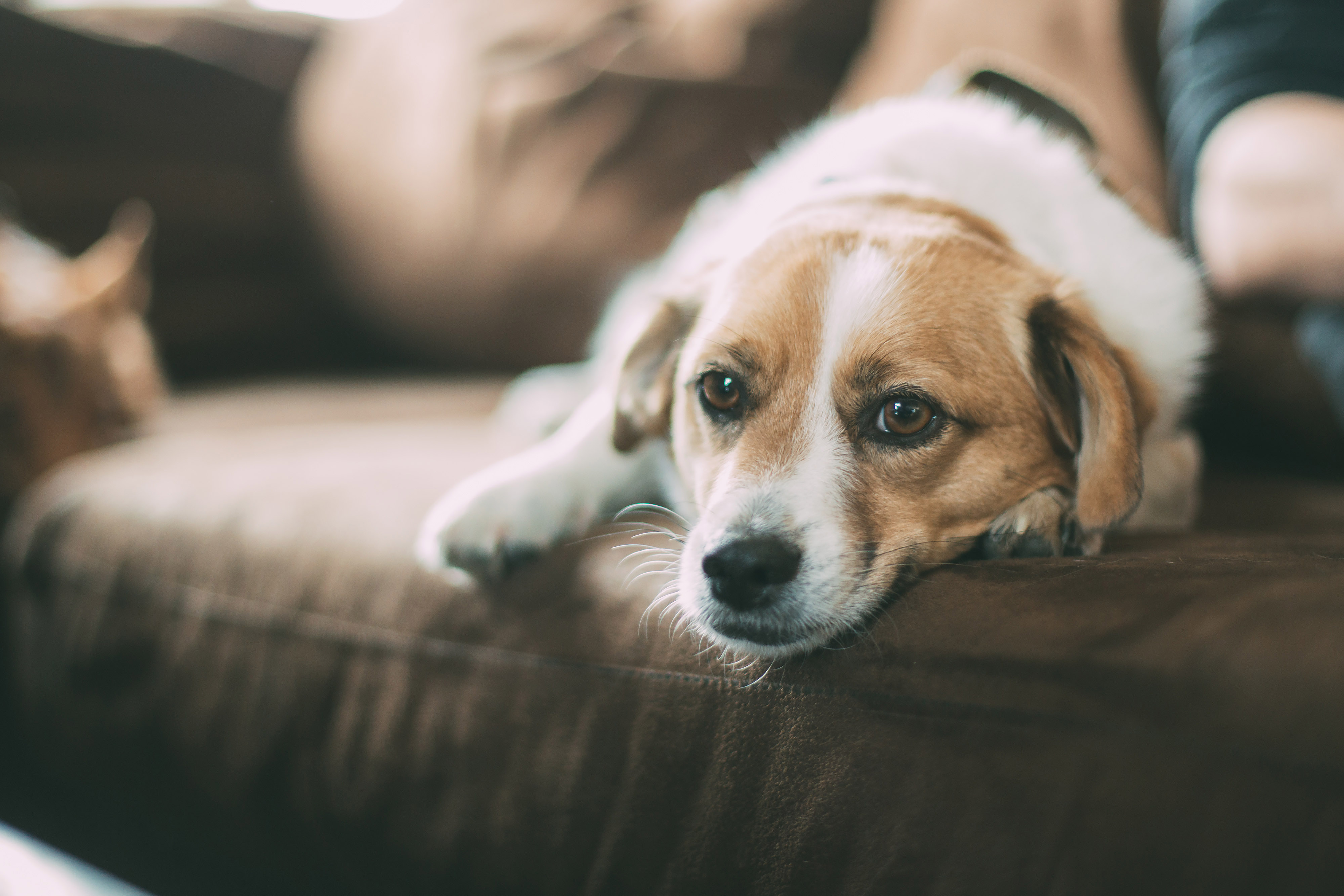 7 Signs Your Dog May Be Suffering From Canine Pancreatitis