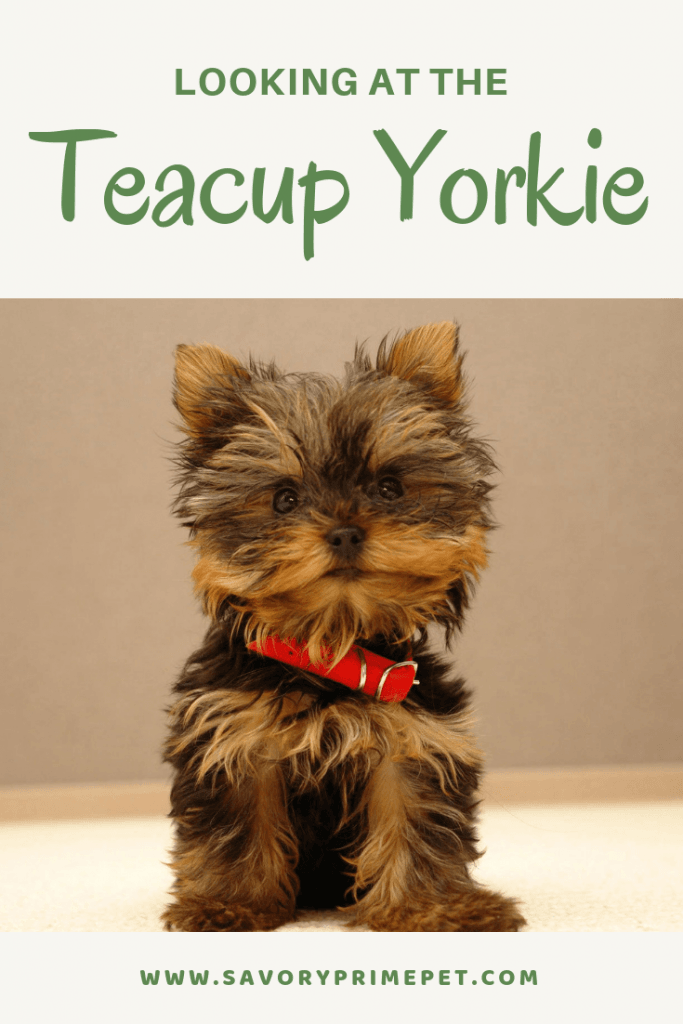 Teacup Yorkie – The World’s Smallest Dog - Savory Prime Pet Treats