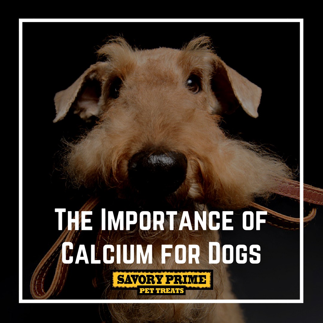 the-importance-of-calcium-for-dogs-savory-prime-pet-treats