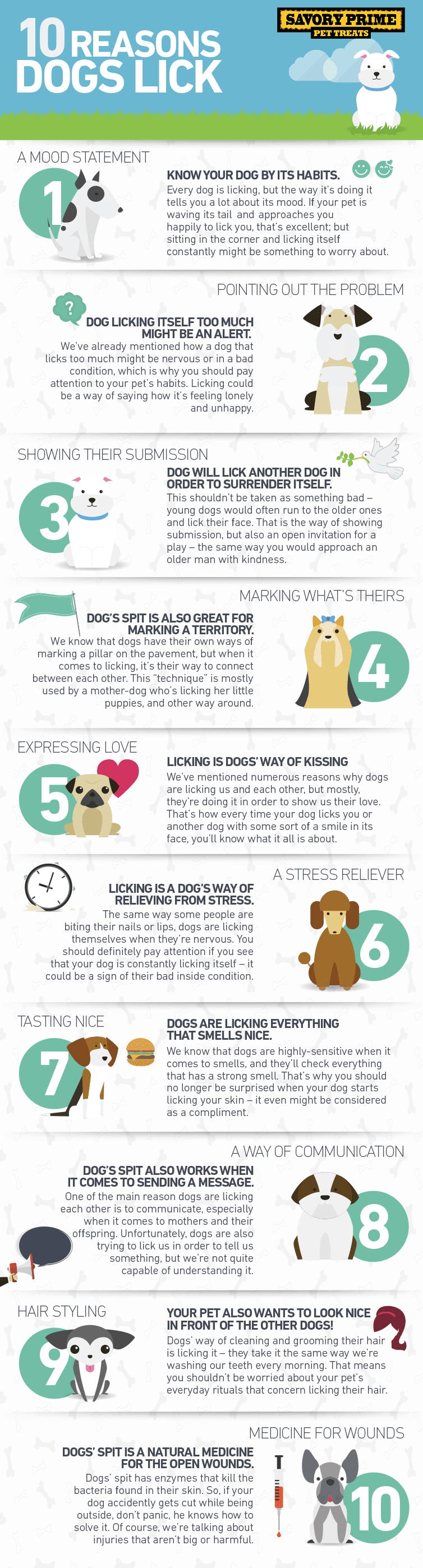 12 Reasons Dogs Lick Excessively and When to be Concerned