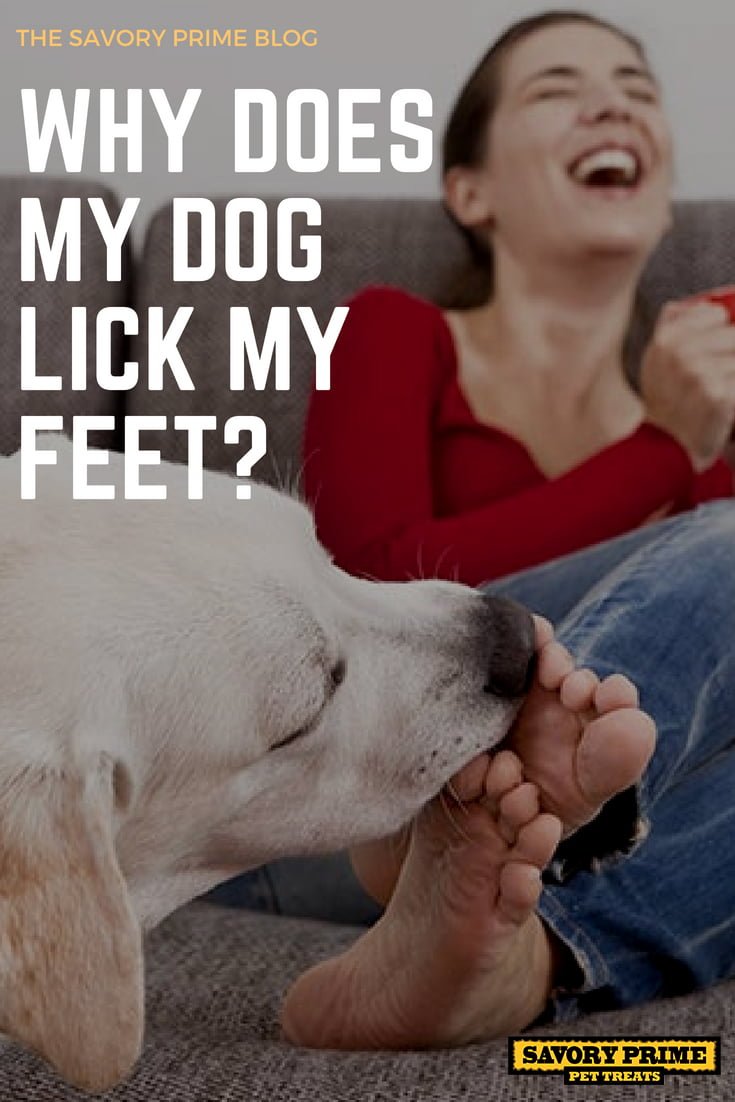 Why does my dog always lick my feet