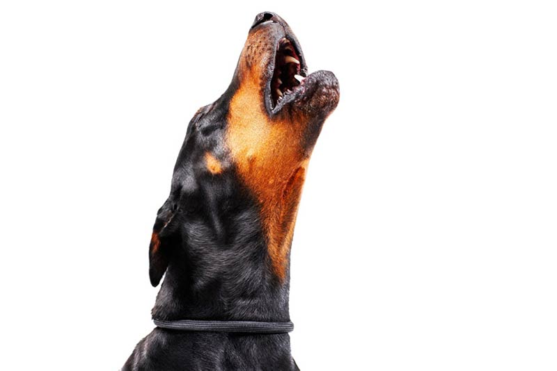 How to prevent dog barking hot sale when alone