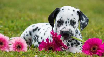 Different Types Of Dogs: The Dog Breed Groups Explained - Savory Prime ...