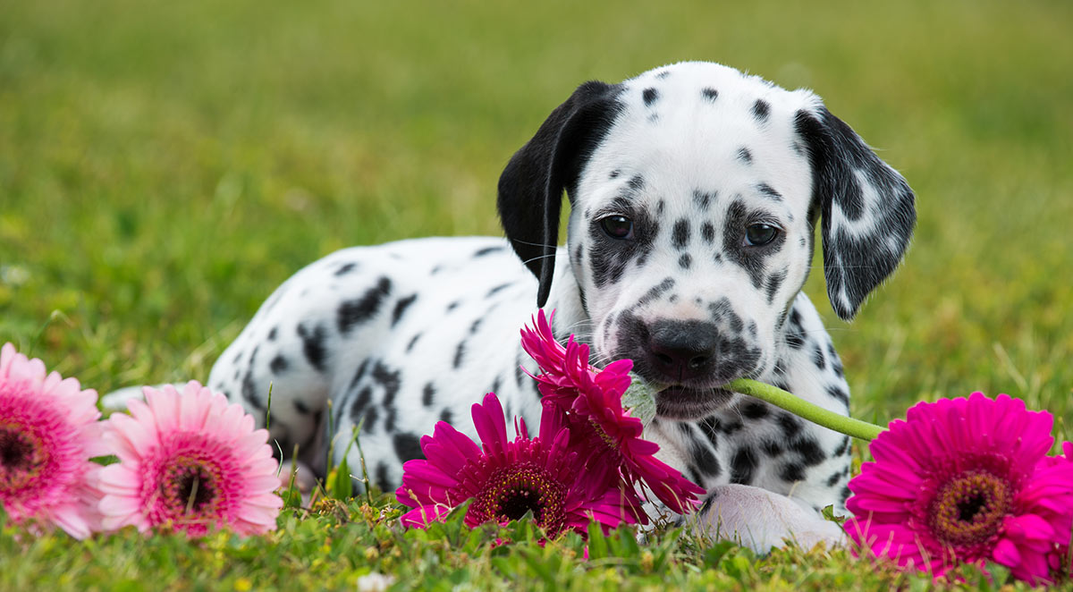 Different Types Of Dogs The Dog Breed Groups Explained Savory Prime Pet Treats