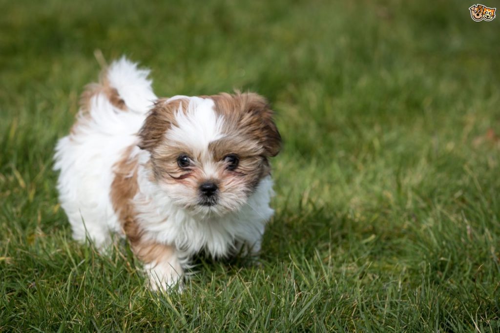 The Shih Tzu - Savory Prime Pet Treats