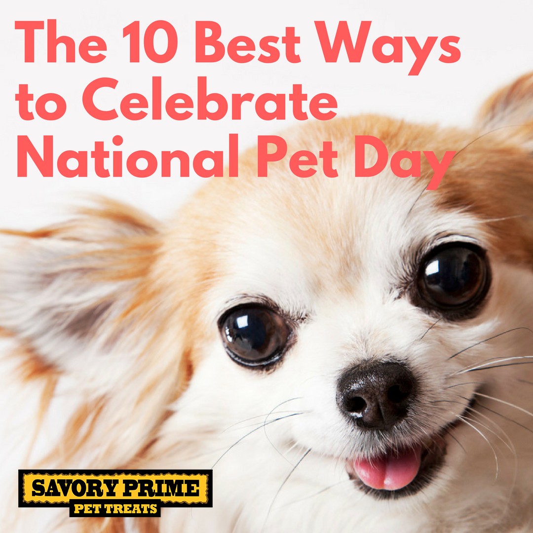 The 10 Best Ways to Celebrate National Pet Day Savory Prime Pet Treats