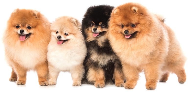 are teddy bear puppies good family dogs