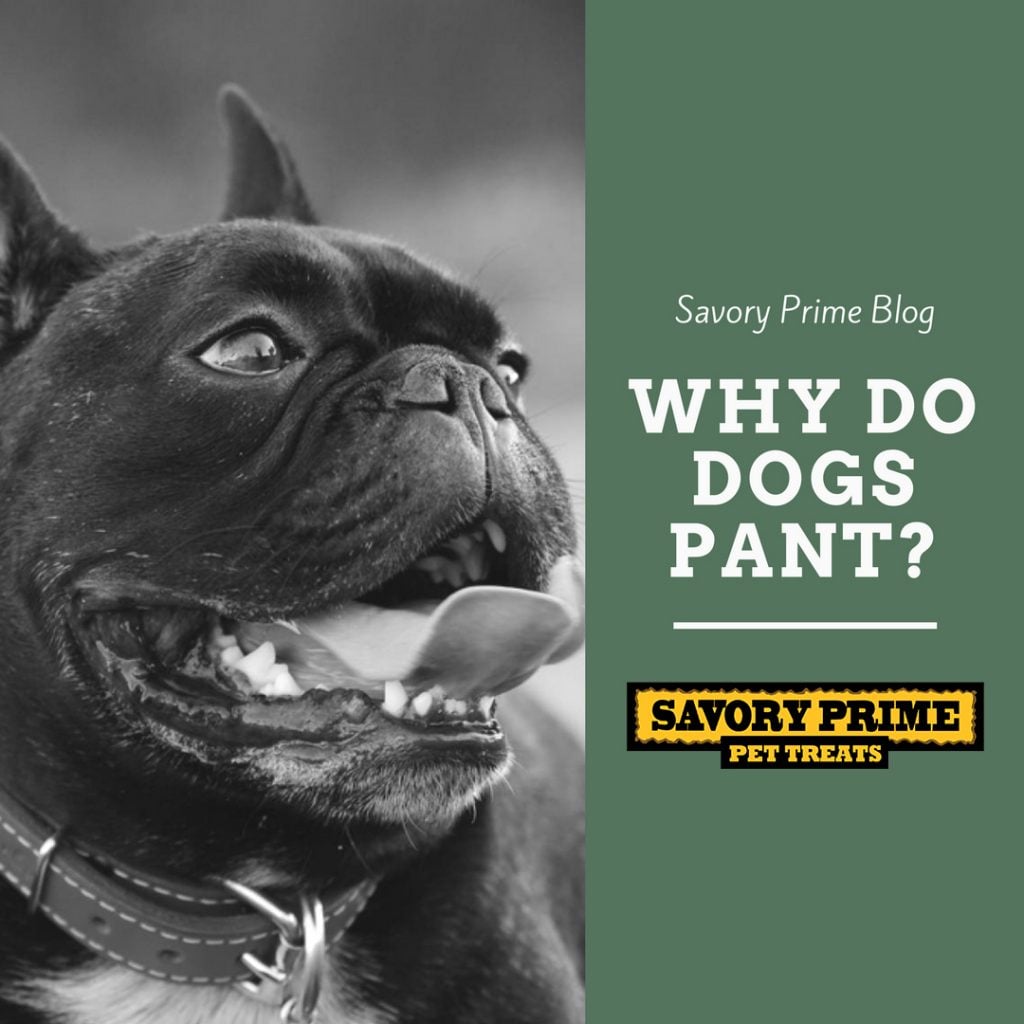 why-do-dogs-pant-savory-prime-pet-treats