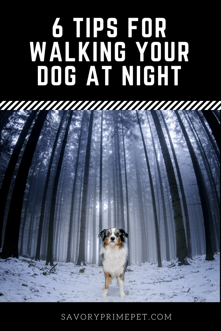 6 Tips for Walking Your Dog at Night Savory Prime Pet Treats