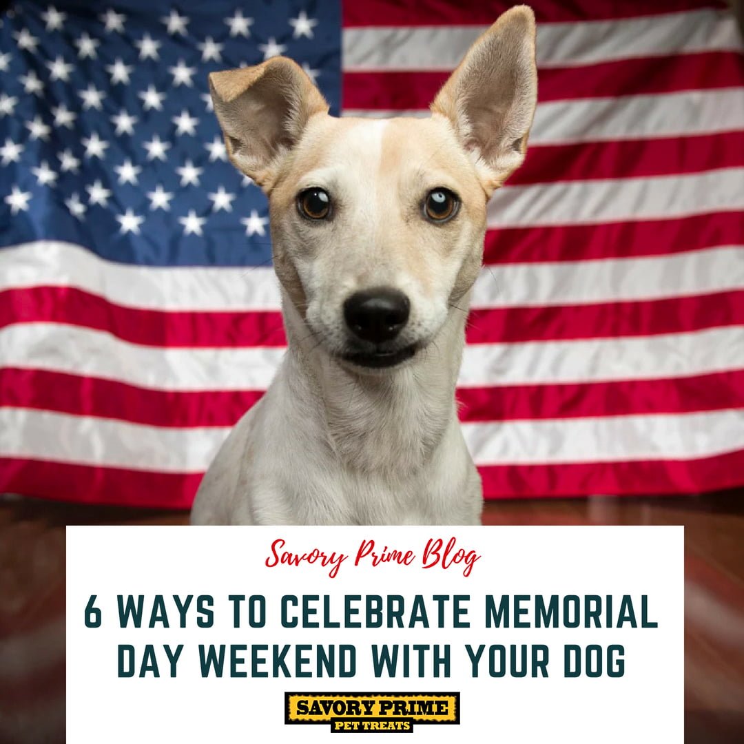 memorial day pictures with dogs