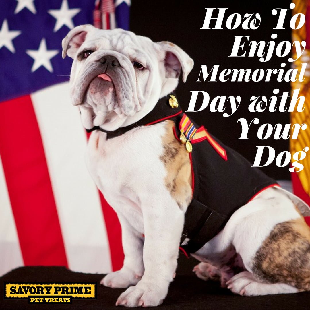 How To Enjoy Memorial Day with your dog - Savory Prime Pet Treats