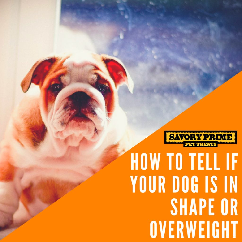 How Can You Tell If Your Dog Is Obese