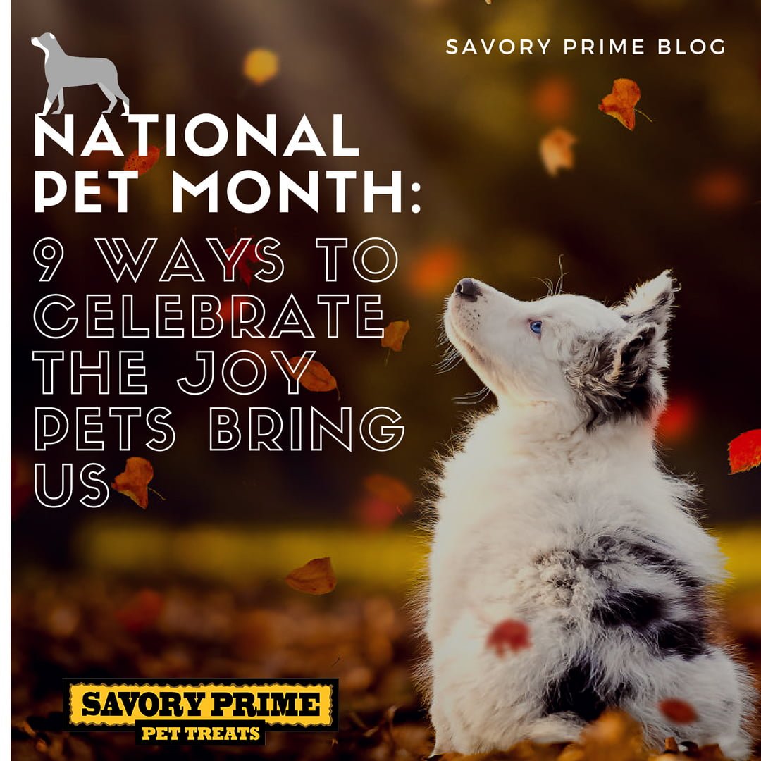 NATIONAL PET MONTH 9 WAYS TO CELEBRATE THE JOY PETS BRING US Savory