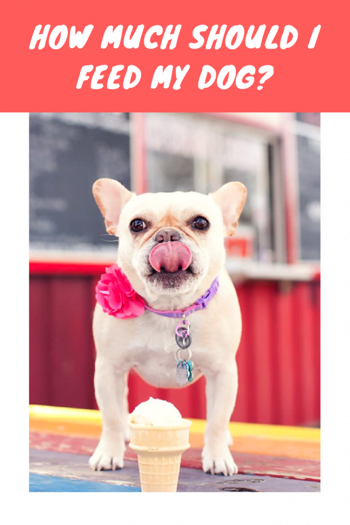 How Much Should I Feed My Dog? Savory Prime Pet Treats