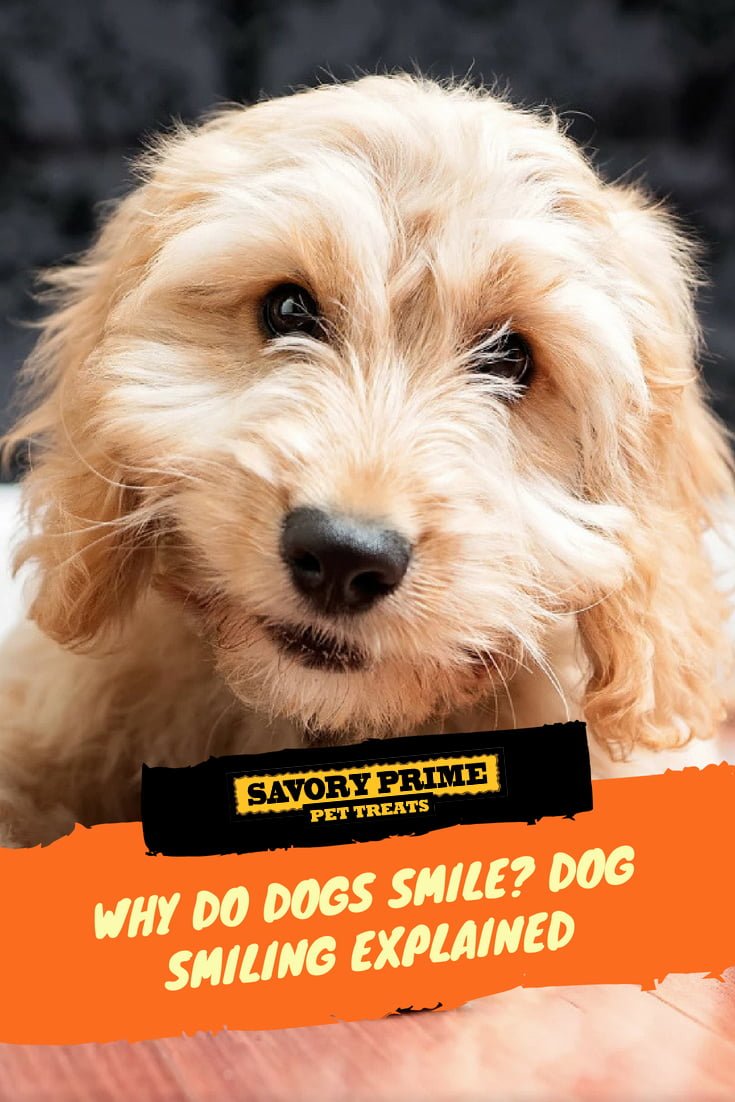 why do dogs smile dog smiling explained