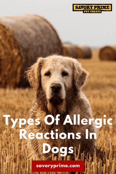 Types Of Allergic Reactions In Dogs - Savory Prime Pet Treats