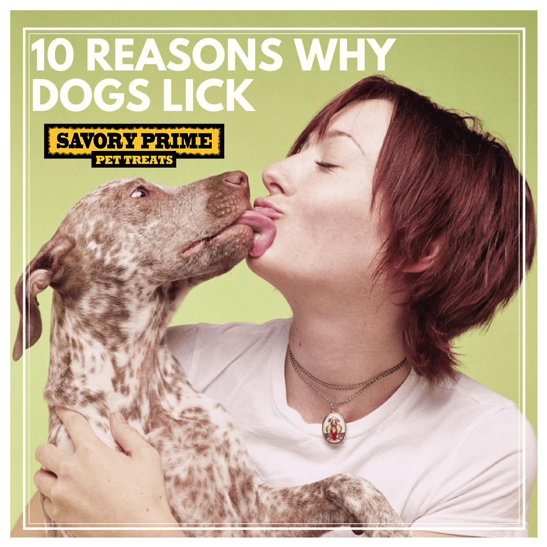 8 Reasons For Your Dog's Licking Behaviour - My Pet Nutritionist