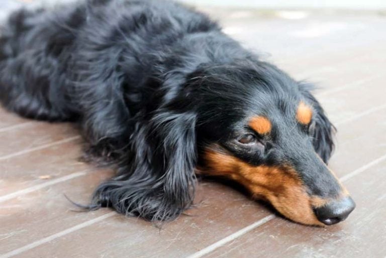 Dog Skin Cancer: Types, Symptoms, and Treatment - Savory Prime Pet Treats